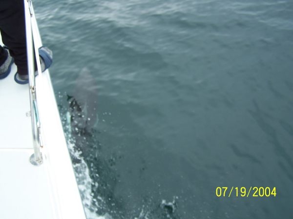 Dahls riding the Bow